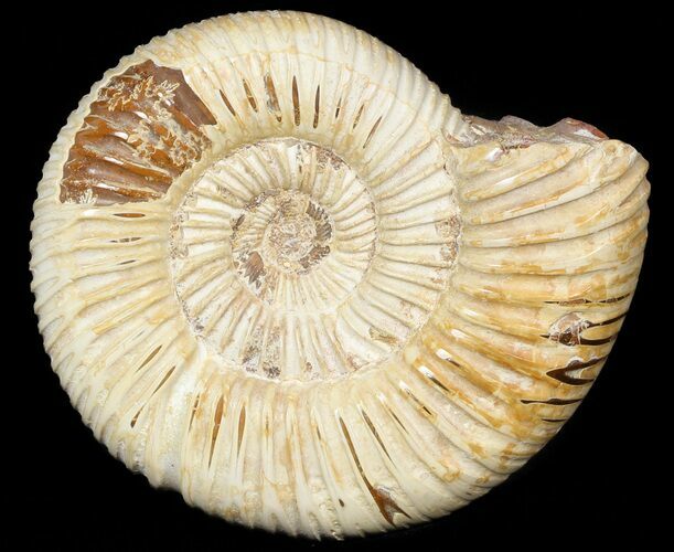 Perisphinctes Ammonite - Jurassic #45417
